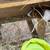 Guinea Pigs 7 thumbnail