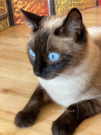 Gata hembra (Gresham)593451140493486082