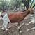 Nanny goat doe Boer Nubian 5 years old 5 thumbnail