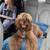 Cocker spaniel 2 thumbnail
