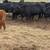 Bred angus 6 thumbnail