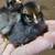 Serama bantam chickens 4 months 20 thumbnail