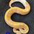 banana pied ball pythons 2 thumbnail