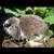 French Lop 7 thumbnail