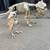Skeleton dog and crow decorations 1 thumbnail