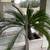 Sago Palms in Cement Pots 4 thumbnail