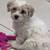 Shitzu mix puppies 3 thumbnail