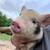 pigs— mini pigs 11 thumbnail