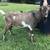 Mini Nubians 2 thumbnail