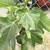 fig tree 2 thumbnail