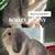 Holland lop bunnies 3 thumbnail