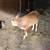 Hereford Heifer 3 thumbnail