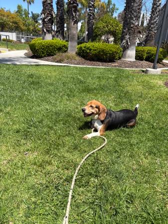 Beagle (San Diego)64038443362563121