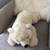 Sea World Polar Bear - LIKE NEW 2 thumbnail