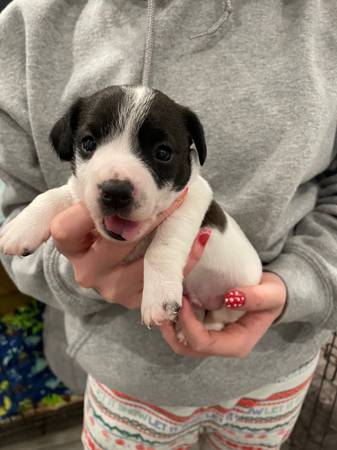 Jack Russell Terriers 1