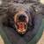 Bear Rugs (2) For Sale 4 thumbnail
