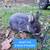 Rabbits 7 thumbnail