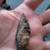 Arrowheads? 2 thumbnail