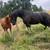 Frisian  Horse 3 thumbnail