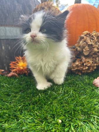 ¡REHOMING DE GATITOS! (Snohomish)