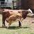 Cow and calf 2 thumbnail