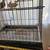 Parrot Bird Cage 5 thumbnail
