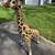 Melissa & Doug Plush Giraffe Stuffed Animal Toy 4.5 Feet Tall 10 thumbnail