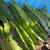 Harvested some spectacular rare dragon fruit cuttings  Come checkout m 6 thumbnail
