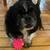 Wanted to purchase: Pekingese or Peke mix or similar. 1 thumbnail