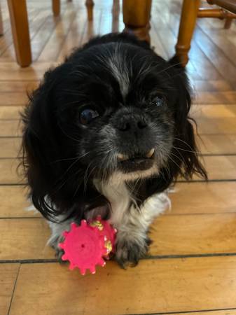 Wanted to purchase: Pekingese or Peke mix or similar. 1