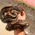 Pet Pie-Bald Ball Python *rare* 5 thumbnail