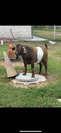 young goat 1
