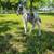 Miniature horse 1 thumbnail