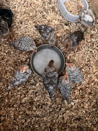 8 week old chicks 1
