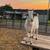Fainting goats 5 thumbnail