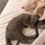 Kittens needing homes 2 thumbnail