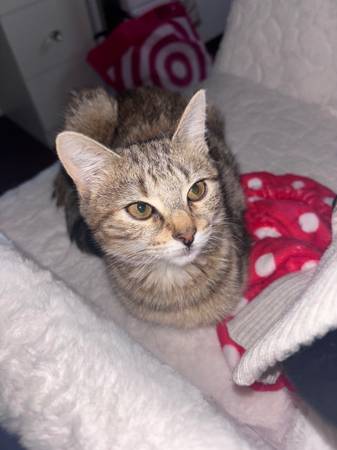 4 mnth old female kitten 1