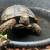 Mountain tortoise 1 thumbnail