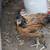 Five Young 9-Week-Old Chickens / Future Roosters & Hens 3 thumbnail
