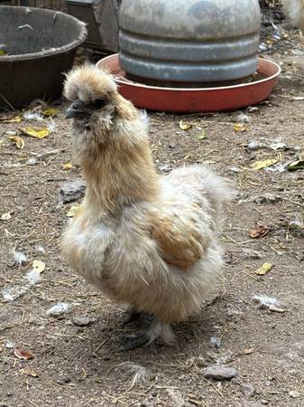 Silkie chickens 1