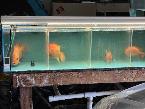 Red Devil Cichlids / 4 stage divider tank - $200 (Lancaster)63470987617409120