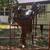 Roping saddle 15” 3 thumbnail