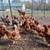 Chickens Laying hens 1 thumbnail