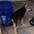 German Shepherd 3 thumbnail