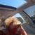 Golden doodle 5 thumbnail
