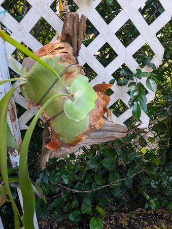 Large driftwood with staghorn ferns 1