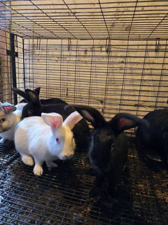 Meat rabbits - $20 (Centralia)63471421652483121