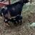 Nigerian dwarf doe 3 thumbnail