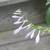 Hostas! Hostas! Hostas! Pot bound/in bloom/ready for planting! 4 thumbnail