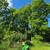Black Walnut trees 2 thumbnail